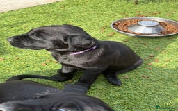 Labrador Retriever dogs for sale: Stunning black Labrador puppies  - Image 1