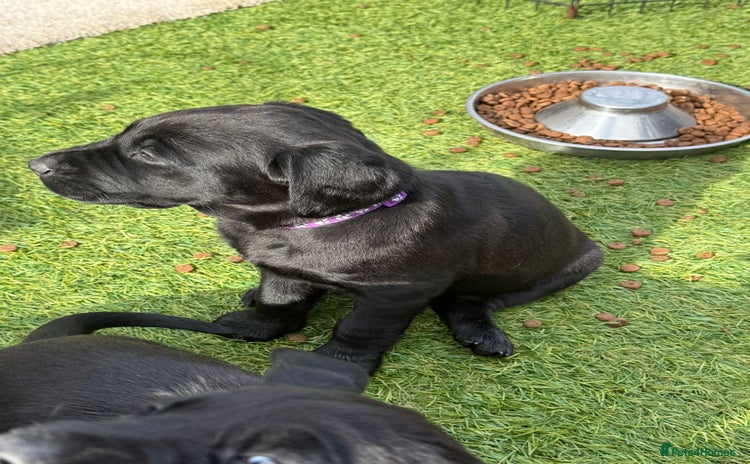 Labrador Retriever dogs - Advert 8