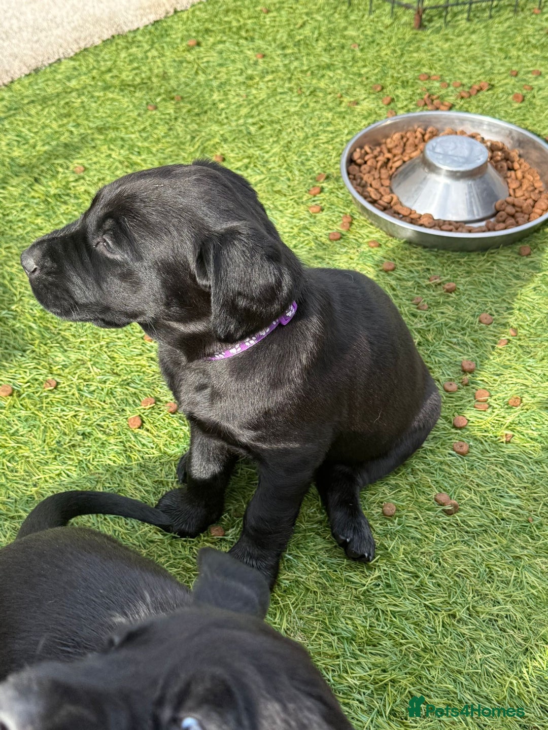 Labrador Retriever dogs for sale: Stunning black Labrador puppies  - Image 1