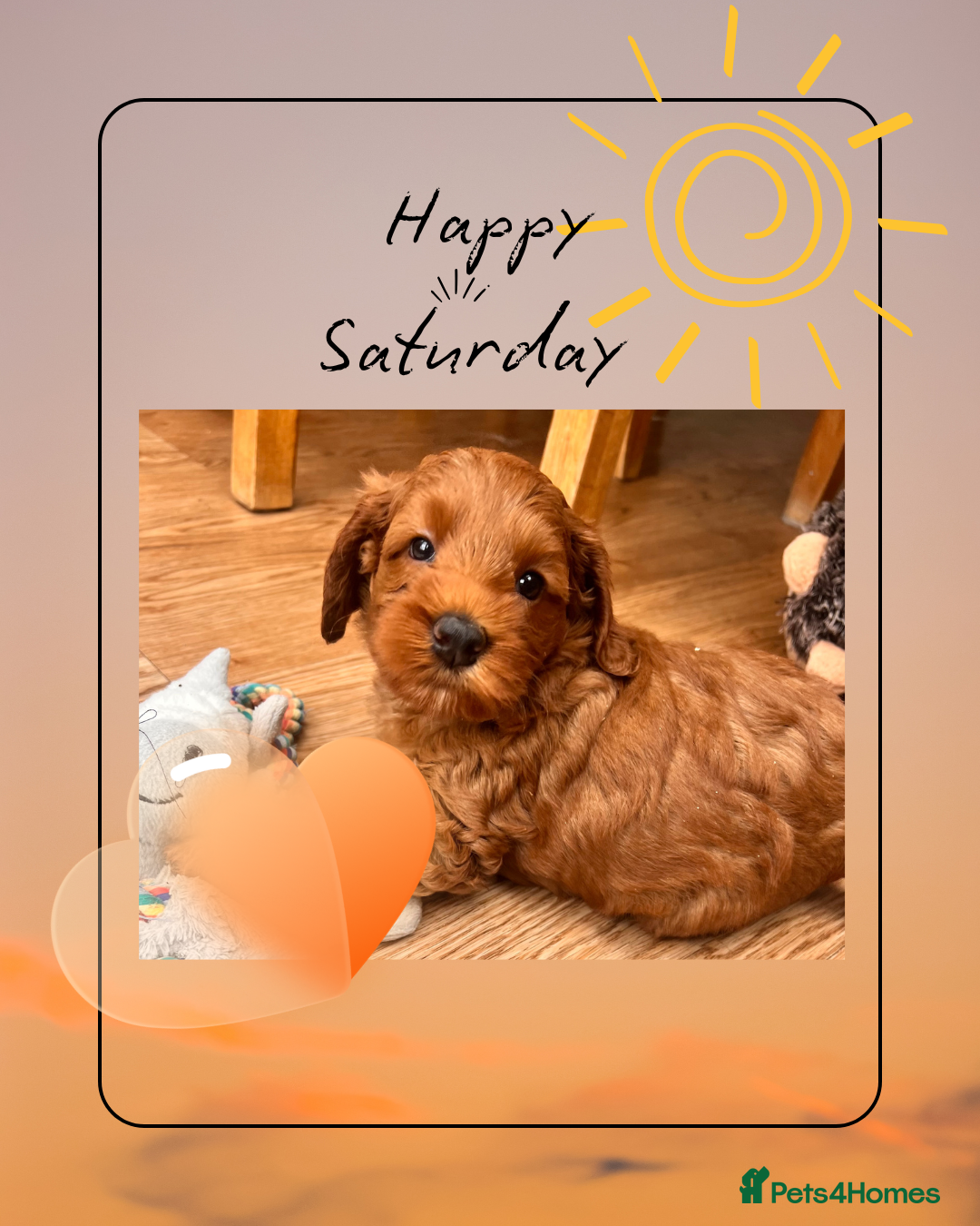 Australian Labradoodle dogs Tiny Tails,Big♥️Australian labradoodle - Advert 1