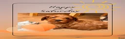 Australian Labradoodle dogs for sale: Last minute cancellation💙♥️Australian labradoodle - Advert 12