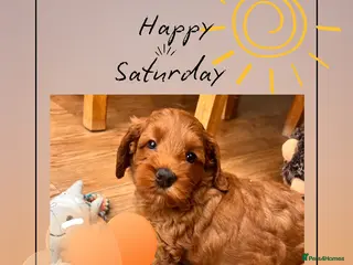 Australian Labradoodle dogs Tiny Tails,Big♥️Australian labradoodle - Advert 1