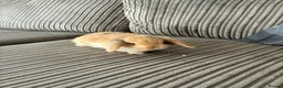 Mini Lop rabbits for sale: Mini lop babies - Advert 6