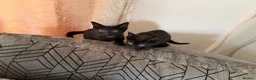 Mixed Breed cats for sale: Beautiful kitten - Advert 5