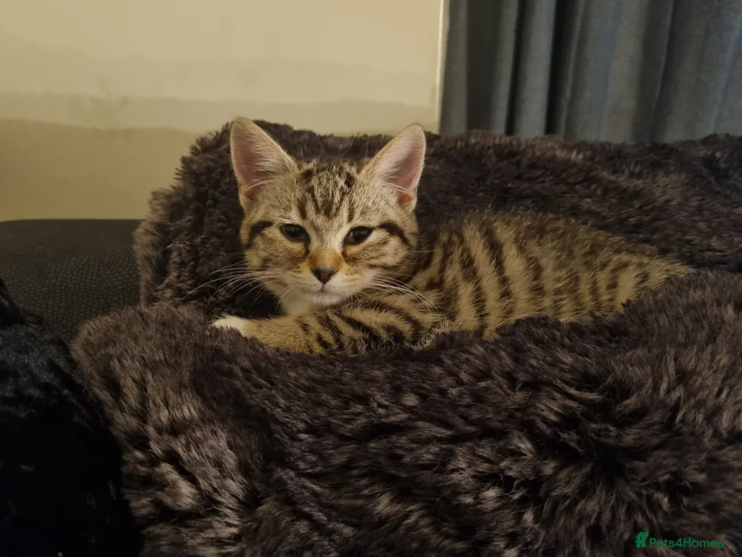 Domestic Shorthair cats for sale: 2 female cats for rehoming  in Bradford - Advert 11