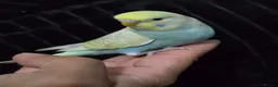 Budgerigars birds for sale: Hand tamed baby budgies for sale  - Advert 14