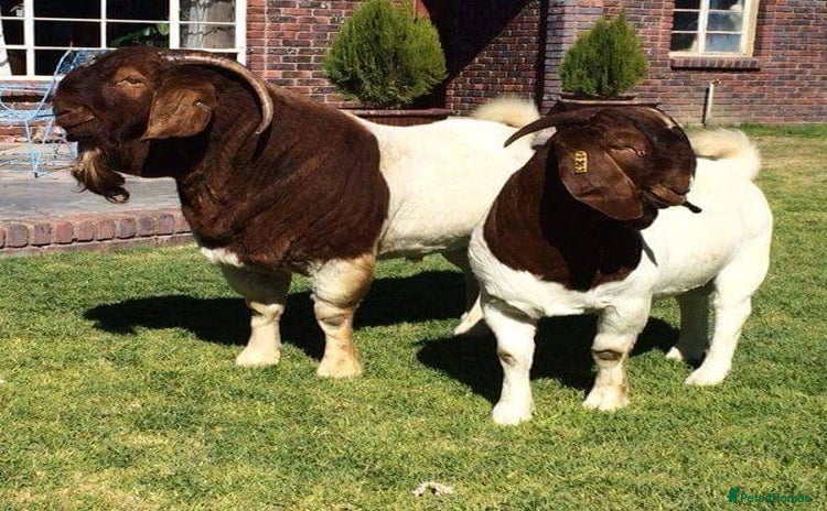 Goats livestock - Advert 5