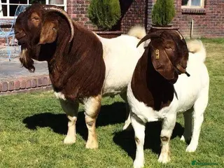 Goats livestock Boer goats available now - Advert 5