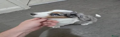 Border Collie 2