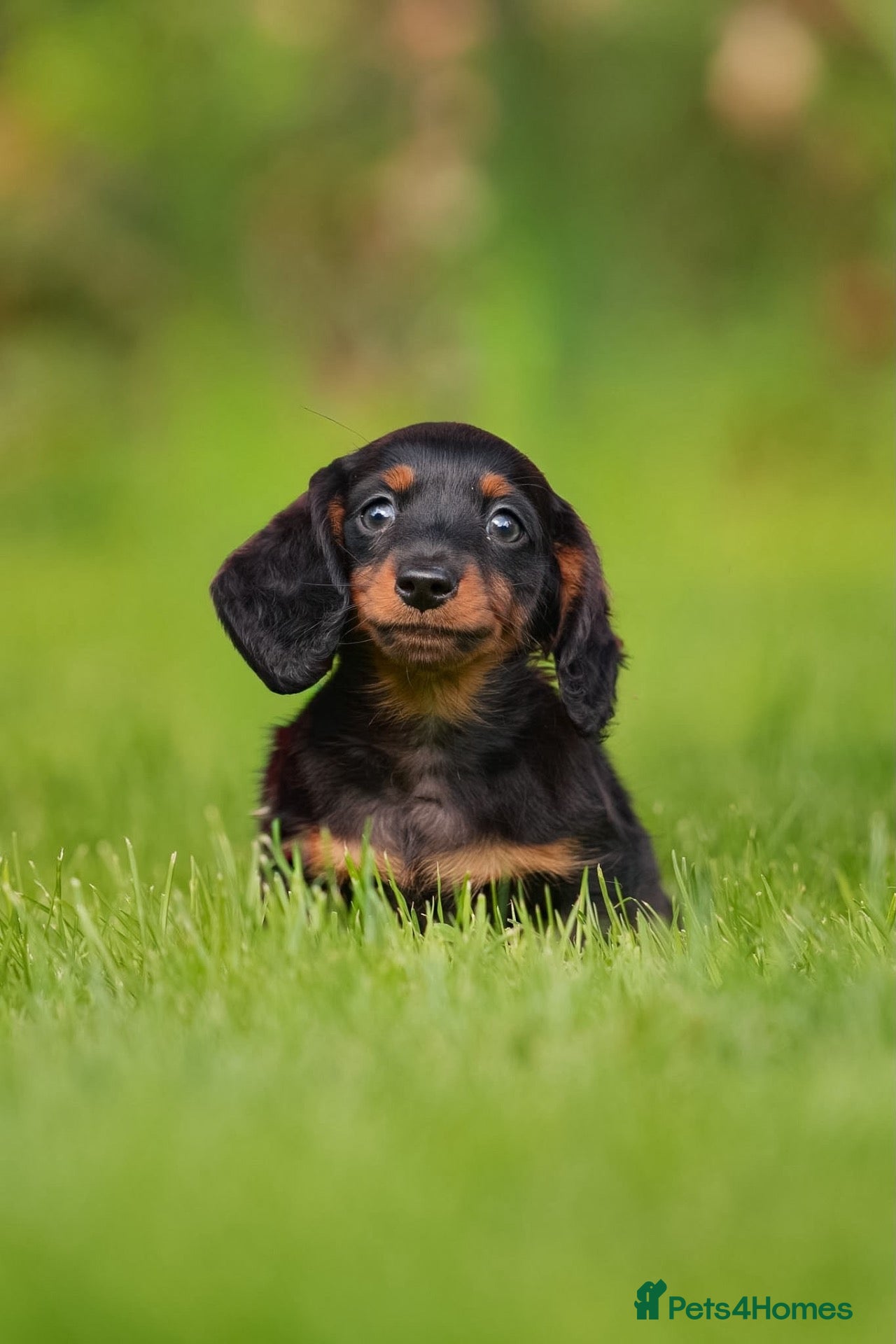 Miniature Dachshund dogs *READY NOW* KC long haired miniature dachshunds  - Advert 2