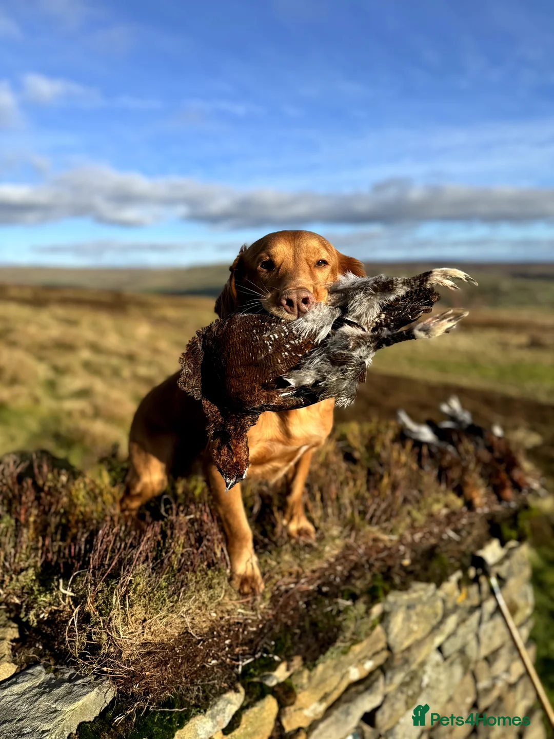 Cocker Spaniel dogs for stud: Outstanding OFTW Red Cocker, FULLY HEALTH TESTED in Bristol - Advert 4