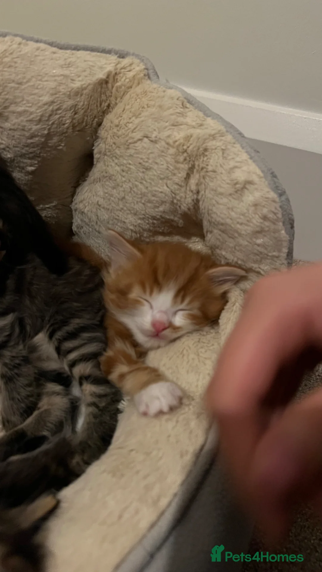 Mixed Breed cats for sale: Adorable kittens looking for loving homes. - Advert 1