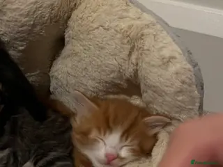 Mixed Breed cats Adorable kittens looking for loving homes. - Advert 14