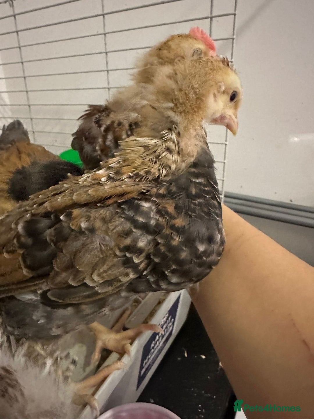 Chickens poultry for sale: Silkie, polish frizzle  looking for rehome  - Advert 10