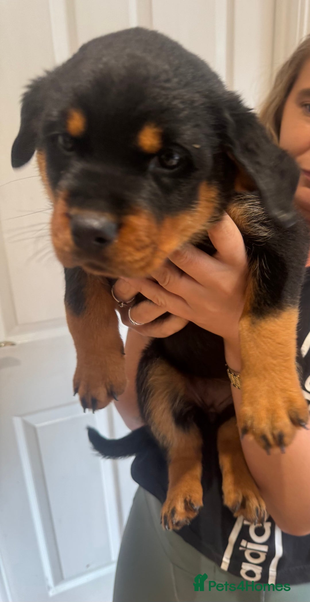 Rottweiler dogs for sale: Rottweiler chunky Puppies *READY TO LEAVE* - Image 12