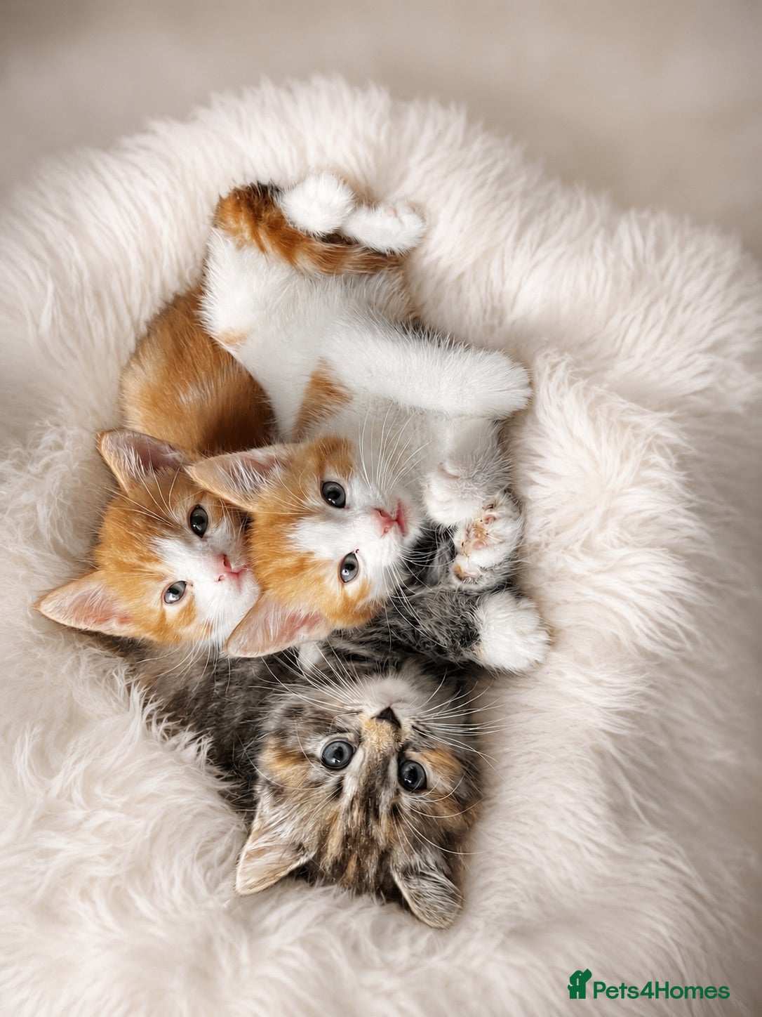 American Shorthair cats Beautiful Kittens ready to leave  - Advert 1