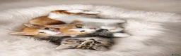 American Shorthair cats for sale: Beautiful Kittens ready to leave  - Advert 1