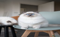 Ragdoll cats for sale: From Our Hearts to Yours – Ragdoll Kittens 💕 - Image 13