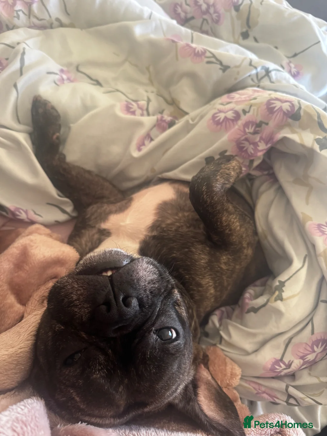 Mixed Breed dogs for sale: French bulldog for sale in Bicester - Advert 4