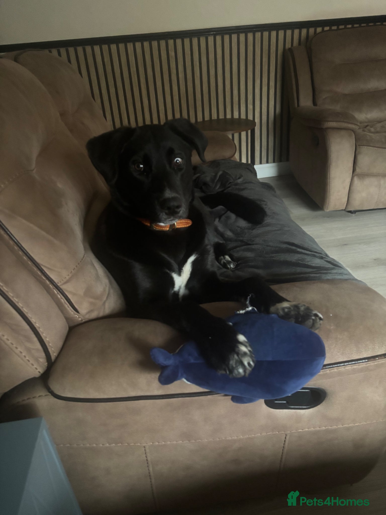 Mixed Breed dogs 8 month old girl  - Advert 9