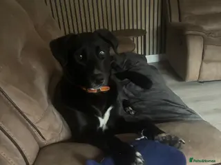 Mixed Breed dogs 8 month old girl - Advert 9