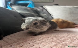 Guinea Pig rodents for sale: baby guinea pigs  - Image 17