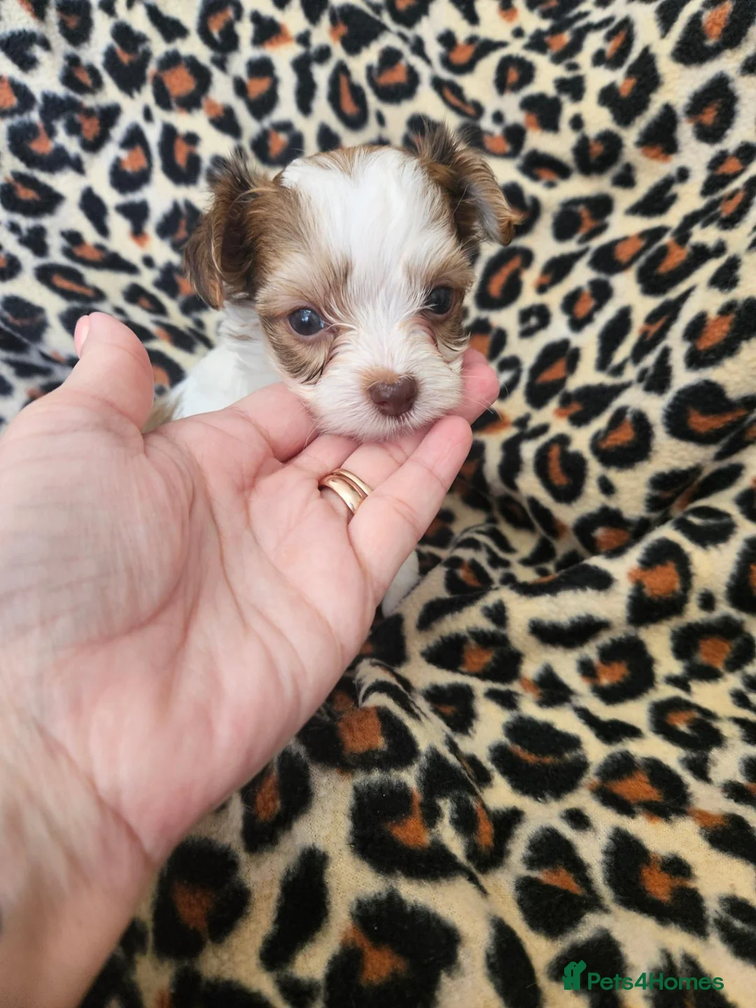Yorkshire Terrier dogs for sale: 🩷 DNA tested parents 🩵 White Ocean Pearl litter - Advert 2