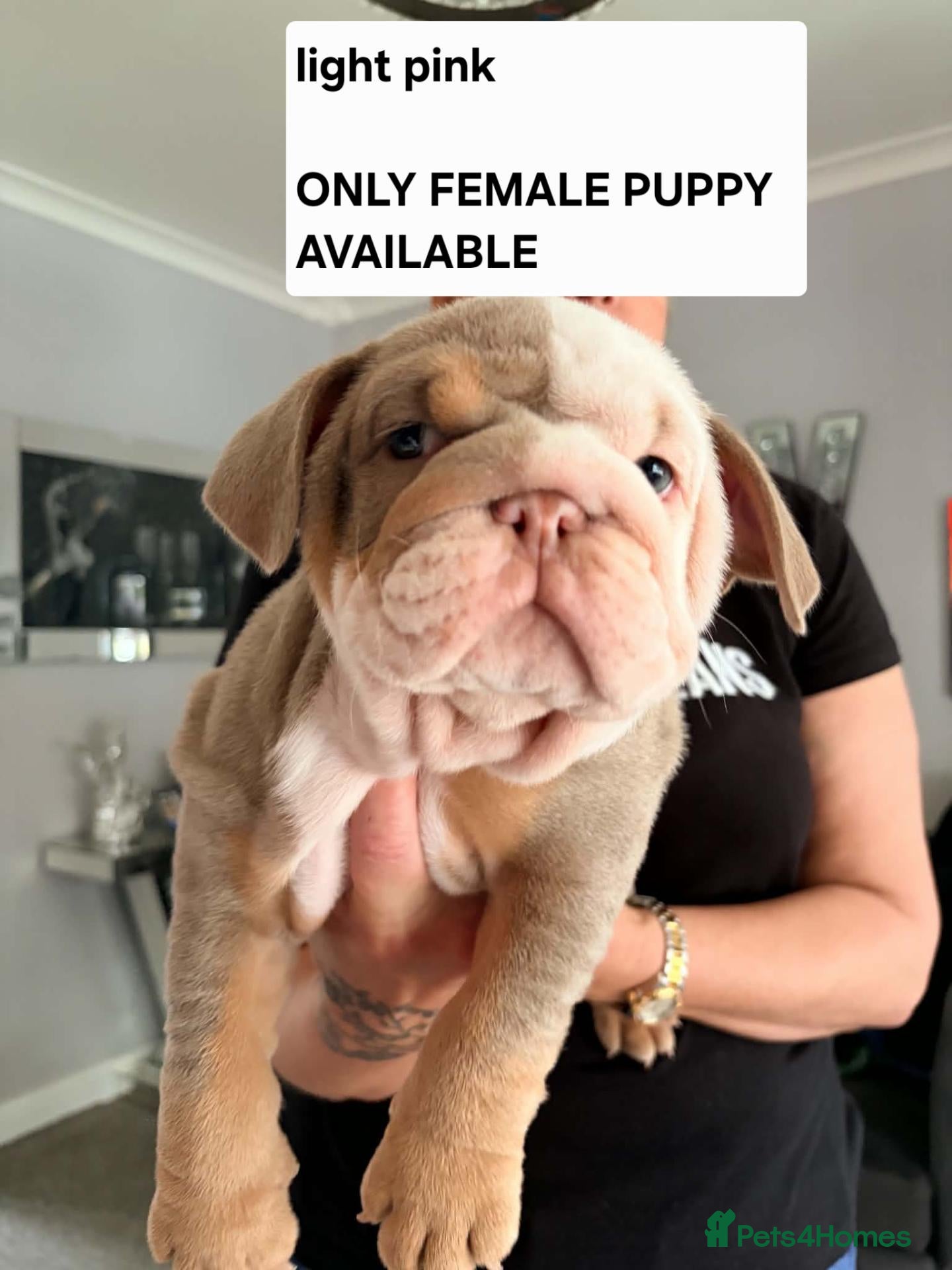 English Bulldog dogs 4 beautiful bulldog puppies for sale - Advert 1