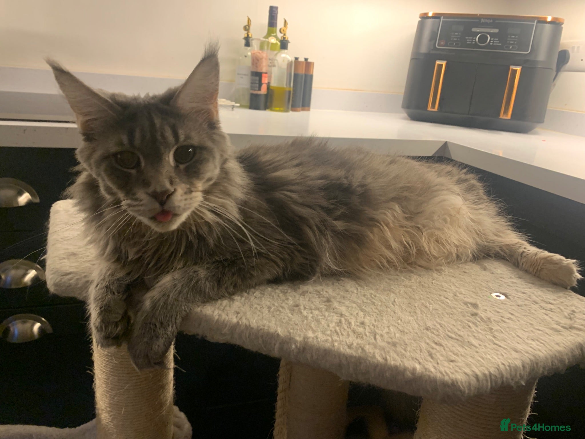 Maine Coon cats GCCF Reg Stunning Maine coon kittens  - Advert 2