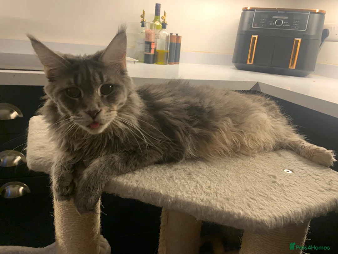 Maine Coon cats for sale: GCCF Reg Stunning Maine coon kittens  in Redditch - Advert 2