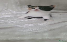 Mixed Breed cats for sale: Lovely kittens  - Image 4