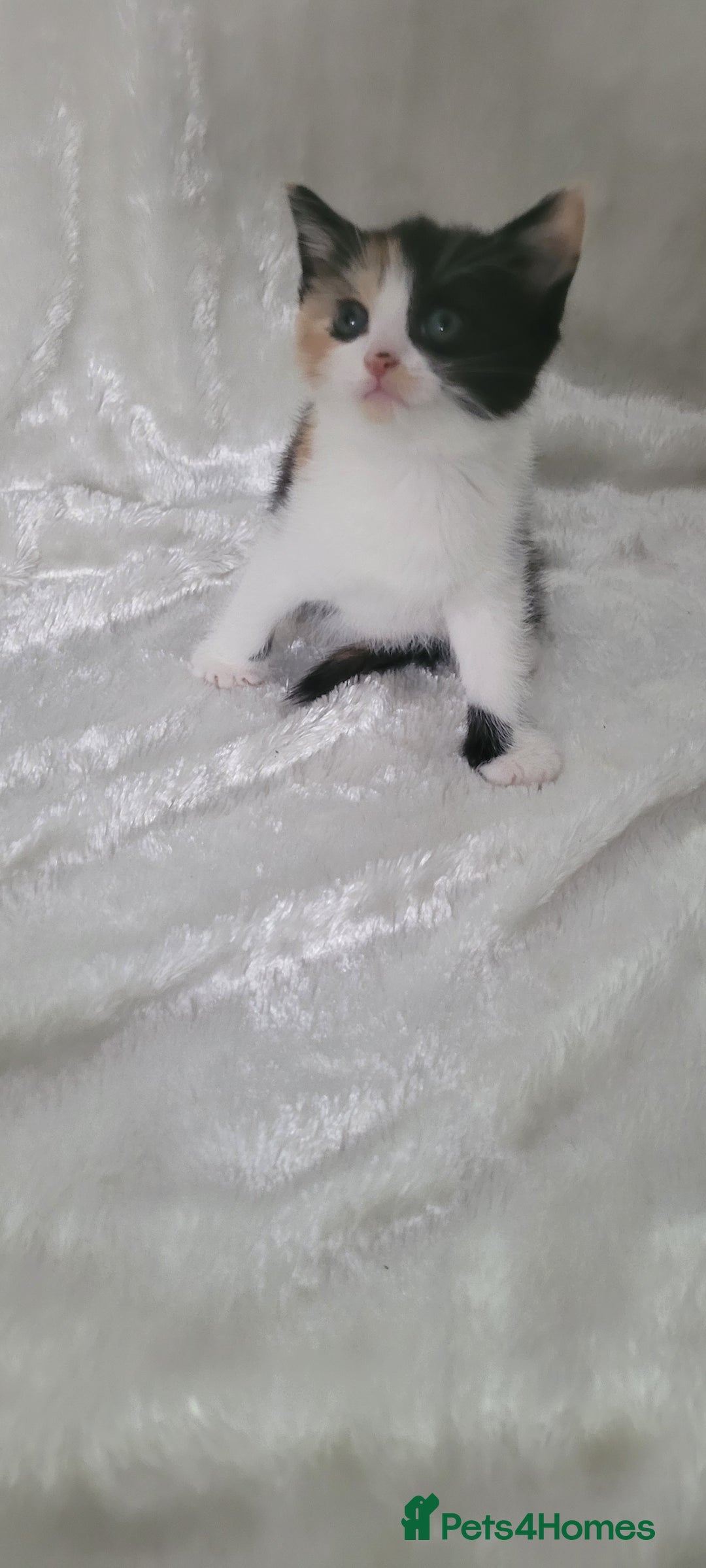 Mixed Breed cats for sale: Lovely kittens  - Image 4