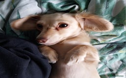 Miniature Dachshund dogs for sale: KC Cream long haired miniature dachshund  - Image 1