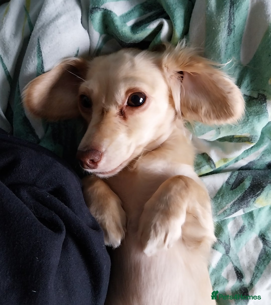 Miniature Dachshund dogs for sale: KC Cream long haired miniature dachshund  - Image 1
