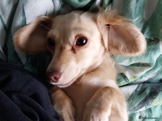 Miniature Dachshund dogs - Advert 16