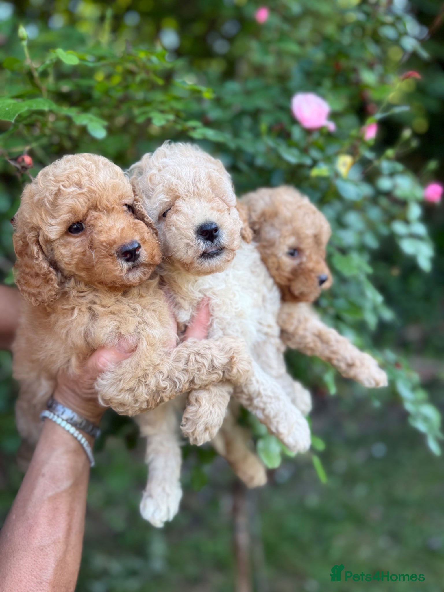 Cavapoo dogs Cavapoo fantastic! Playful beautiful puppies  - Advert 2