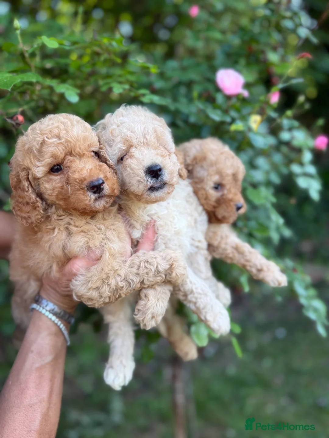 Cavapoo dogs for sale: Cavapoo fantastic! Playful beautiful puppies  - Advert 2