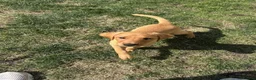 Labrador Retriever dogs for sale: 3 Beautiful Fox Labradors / 1 Boy / 2 Girls  - Advert 10