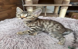 Mixed Breed cats for sale: 4 beautiful kittens, Bengal & British shorthair - Image 3