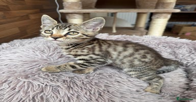 Mixed Breed cats - Advert 7