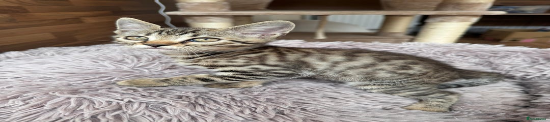 Mixed Breed Kitten 1