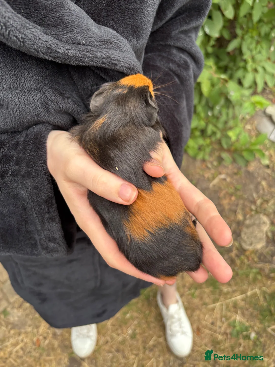 Guinea Pig rodents for sale: Male and female baby guinea pigs  - Advert 14
