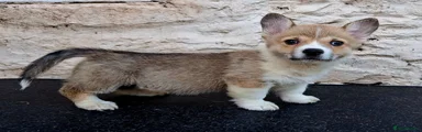 Welsh Corgi Pembroke 6