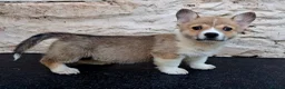 Welsh Corgi Pembroke dogs for sale: KC Pembroke Corgis  - Advert 28