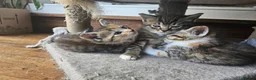 Mixed Breed cats for sale: Mix ragdoll kittens for sale  - Advert 11