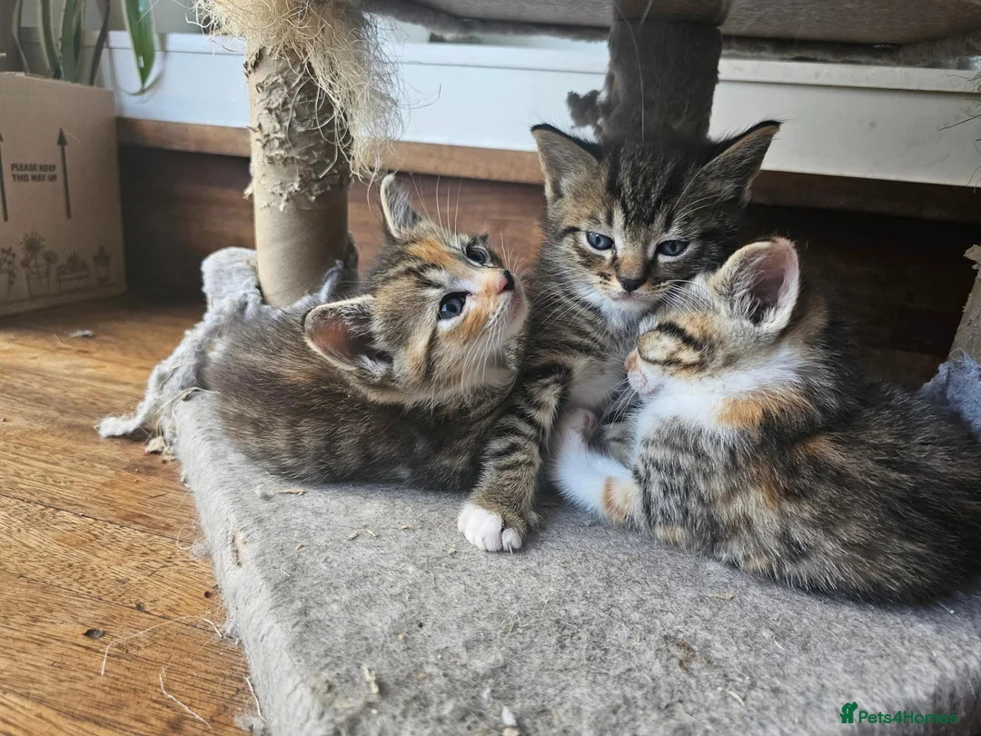 Mixed Breed cats for sale: Mix ragdoll kittens for sale  - Advert 11