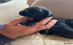 Cocker Spaniel dogs for sale: 6 adorable Cocker Spaniel pups - Image 5