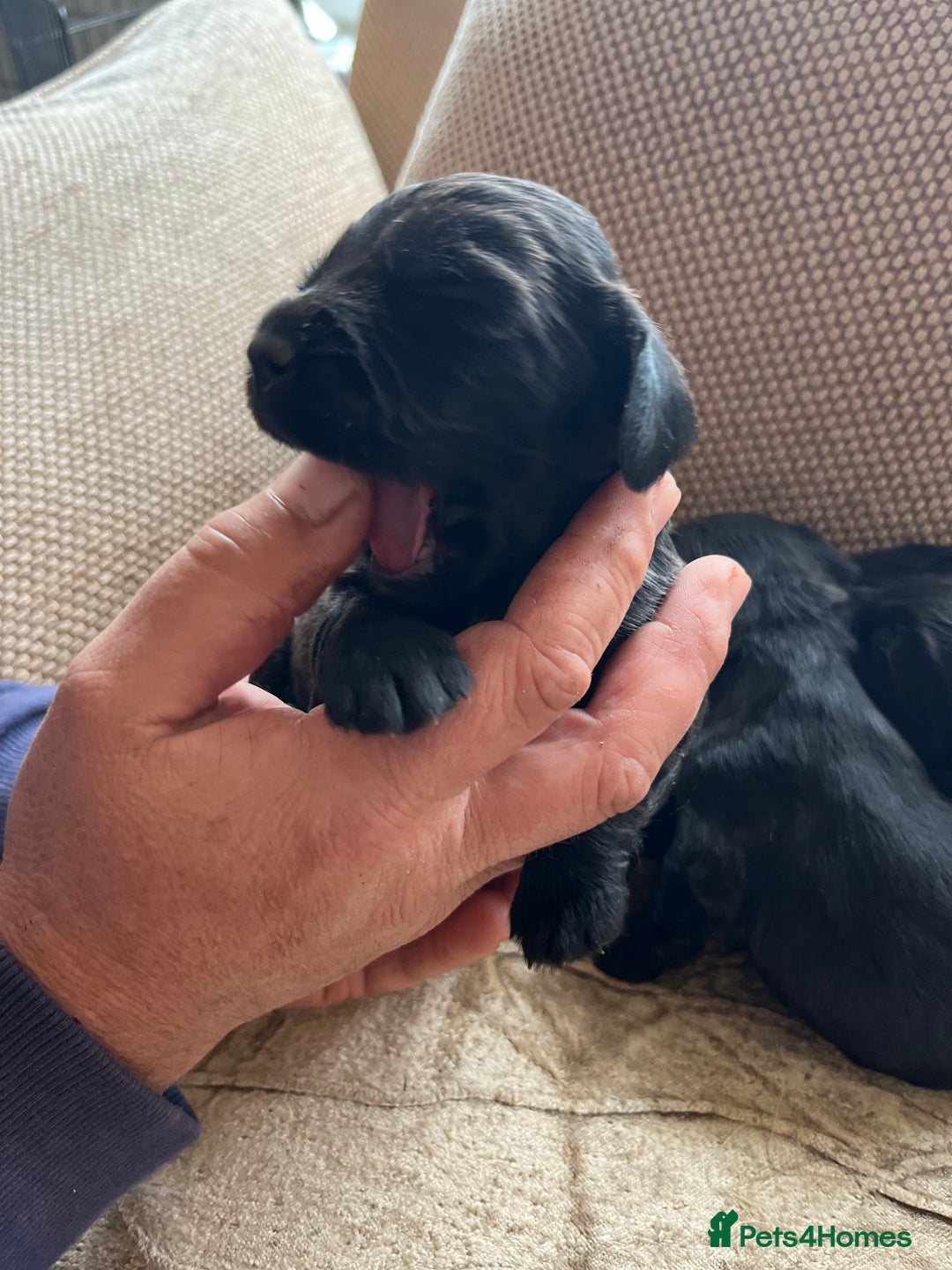 Cocker Spaniel dogs for sale: 6 adorable Cocker Spaniel pups - Image 5