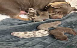 American Bully dogs for sale: Pocket Bully Litter - Image 8