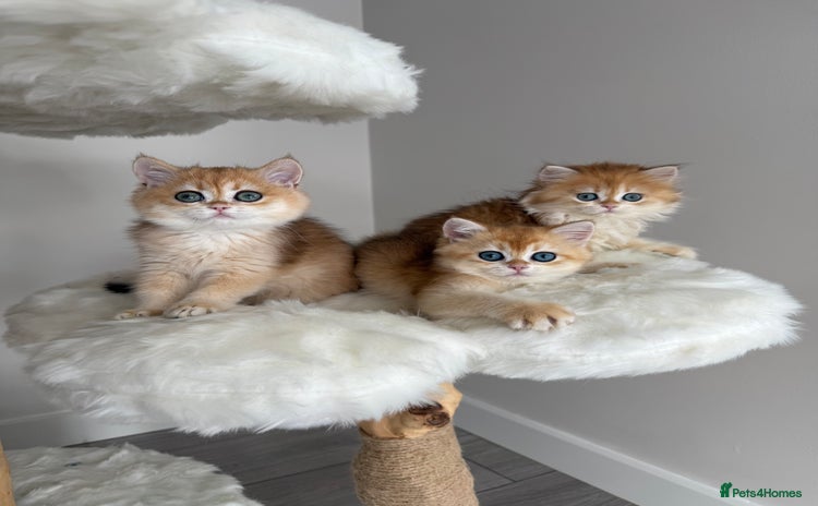British Shorthair cats - Advert 2